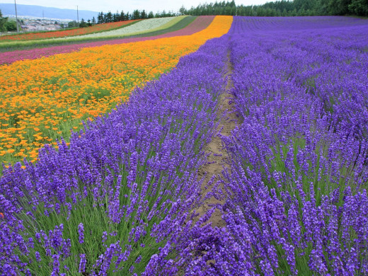49204 (a): :1600x1200